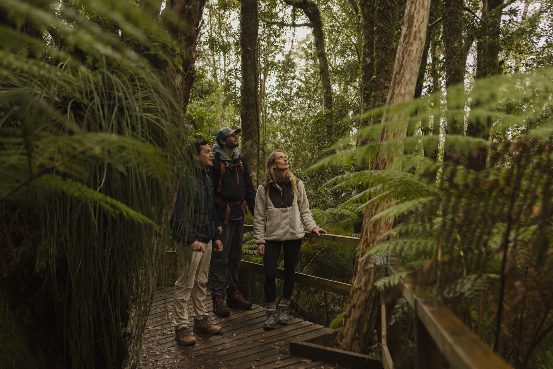 Guests on a forest boardwalk among native ferns