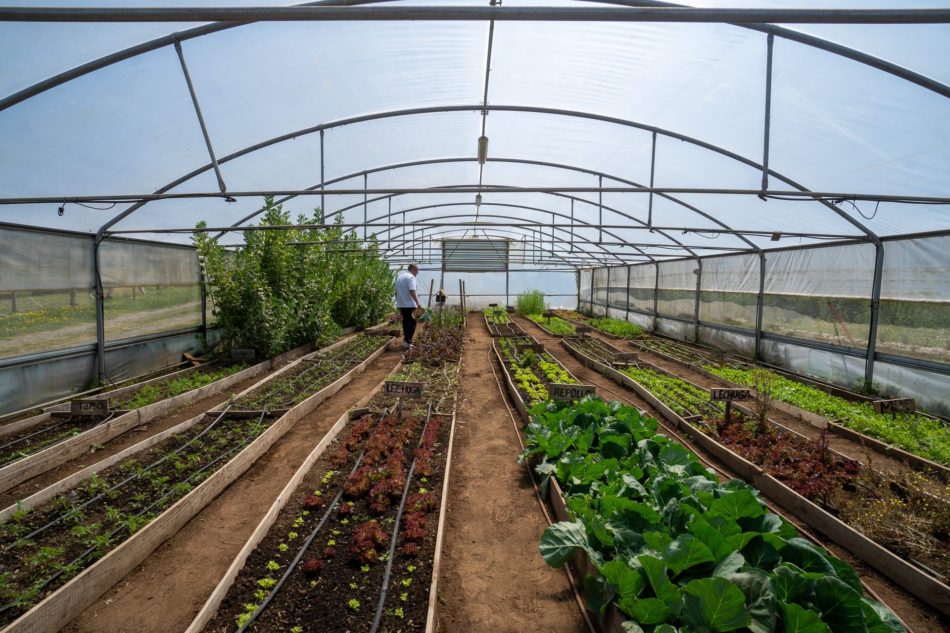 Rows of vegetables in the AWA greenhouse, overlooking the lake