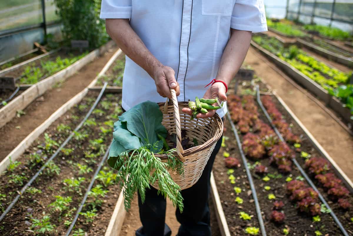 Cosechando productos frescos de la huerta org&aacute;nica de AWA